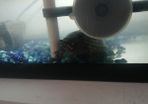 Musk Turtle and Tank