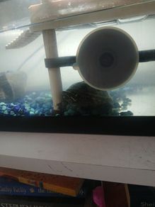 Musk Turtle and Tank