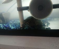 Musk Turtle and Tank