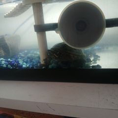 Musk Turtle and Tank
