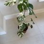 variegated monstera Image 2