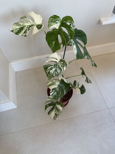 variegated monstera