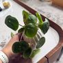 plant with plant pot Image 3