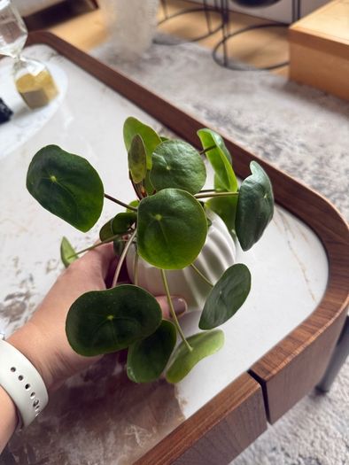 plant with plant pot