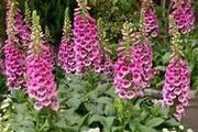 Foxglove seeds, pink, white and pastel