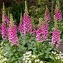White Foxglove seeds Image 3