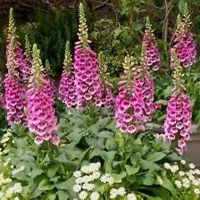 White Foxglove seeds
