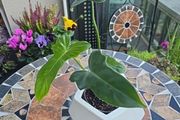 Philodendron Golden Dragon- house plant - indoor plant