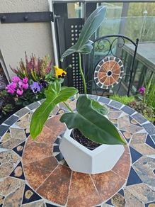Philodendron Golden Dragon- house plant - indoor plant