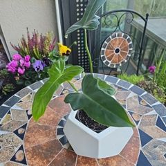 Philodendron Golden Dragon- house plant - indoor plant
