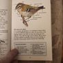 Whizz Kids. Birdwatching First Edition Vintage 1979 Paperback In Good Condition. 36. Image 8