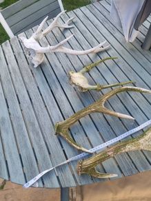 dear antler