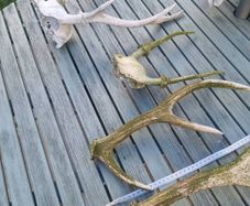 dear antler