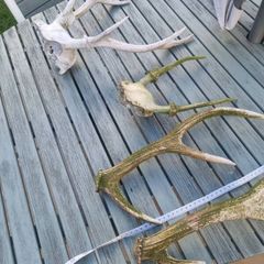 dear antler