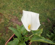 Plant