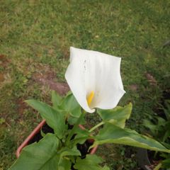 Calla Lily