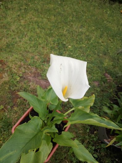 Plant
