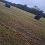 Silage bales Image 2