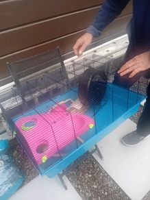 cage hamster ginnie pig