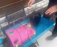 cage hamster ginnie pig