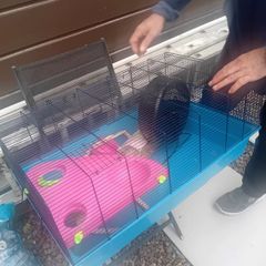 cage hamster ginnie pig