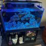 Marine aquarium set up 250L Image 3