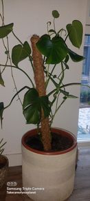 Monstera plant