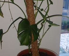 Monstera plant and heavy  pot