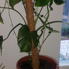 Monstera plant
