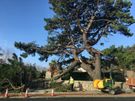 Johnson Tree Services Image 6