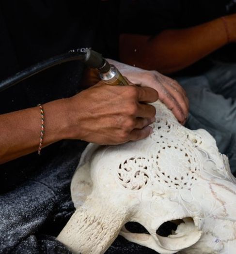 Skull, Genuine Bull Skull