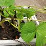 Strawberry plants Image 2