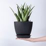 8 Pack Plant Pots Image 5
