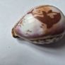 Shell ornament Image 2