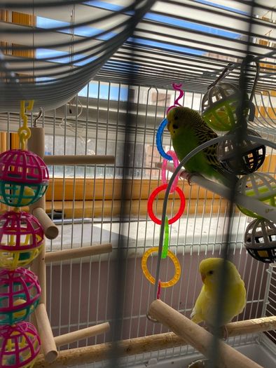 bird cage