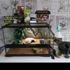 Terrarium / Vivarium Reptile Tank