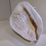 Sea Shell Image 5