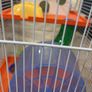 hamster cage Image 3