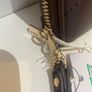 New GUESS Large Zipped Wristlet Purse/Wallet Image 5