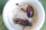 Vintage Insects, Hymenoptera in an antique container