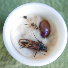 Vintage Insects, Hymenoptera in an antique container