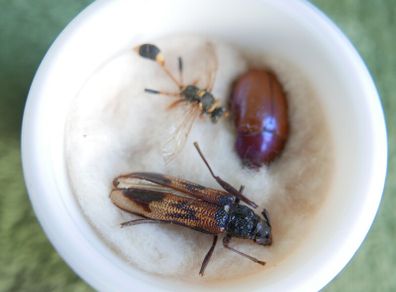 Vintage Insects, Hymenoptera in an antique container