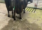 High cell count milking cows