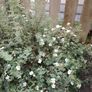 plant Image 3