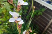Big bunch outdoor white flowers