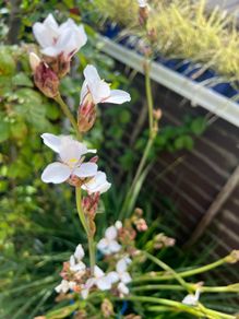 Big bunch outdoor white flowers