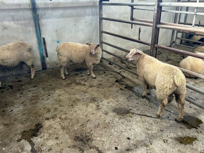 Pure Bred Charlollais Ram Lambs for sale