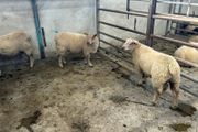 Pure Bred Charlollais Ram Lambs for sale