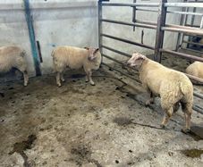 Pure Bred Charlollais Ram Lambs for sale
