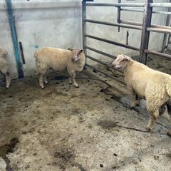 Pure Bred Charlollais Ram Lambs for sale